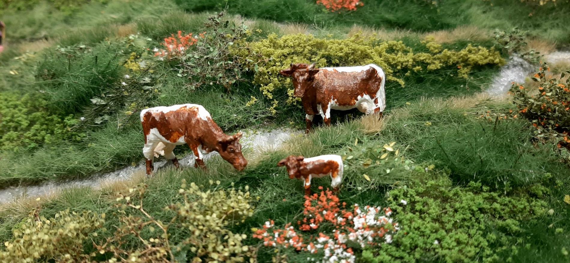 Pinzgauer Kühe, typisch österreichisch.